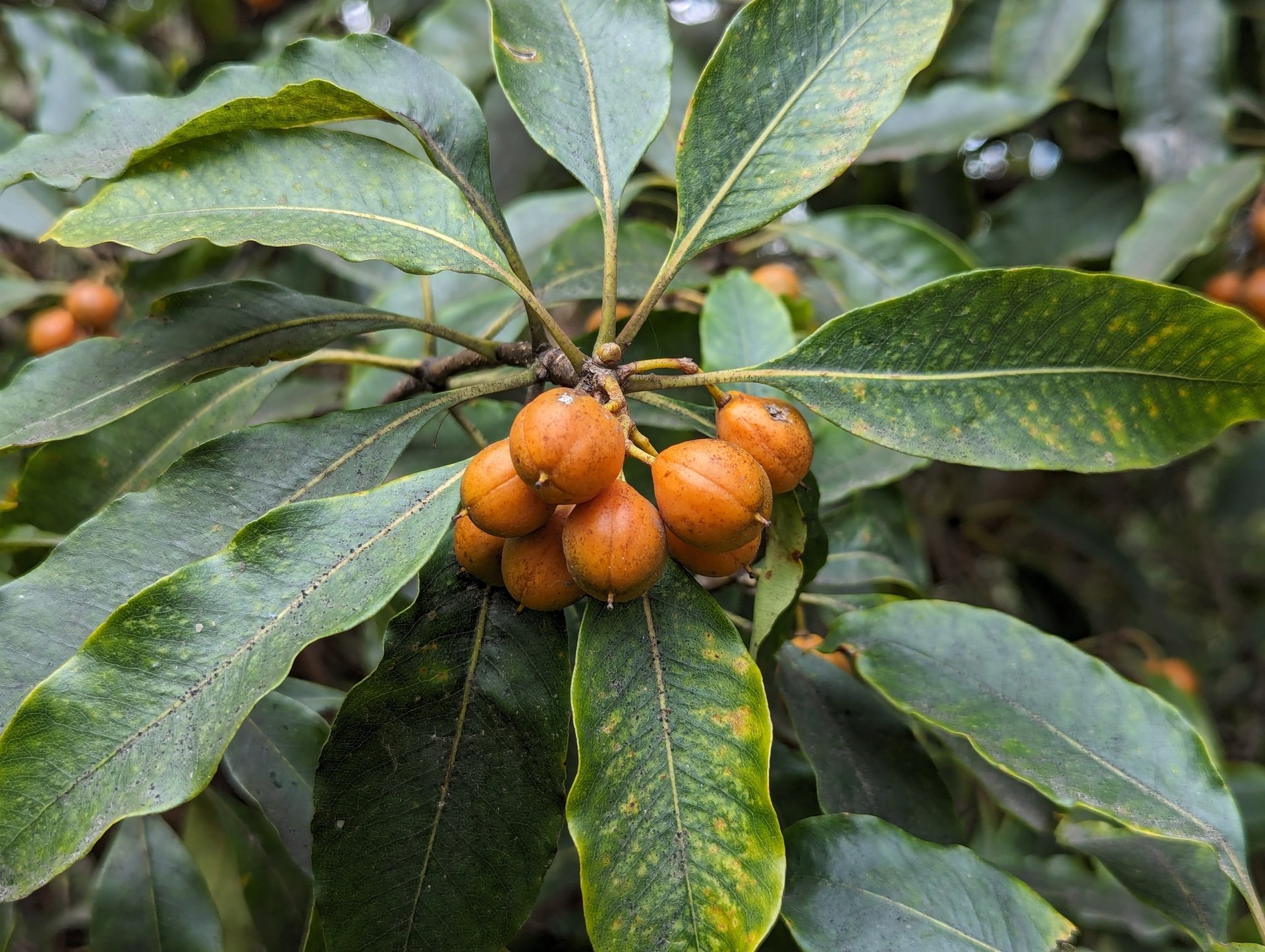 Jazmín del cabo, Laurel Huesito - Vista principal